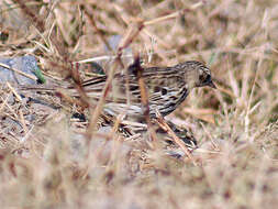 Image of Tree Pipit