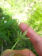 Image of Peronospora hiemalis