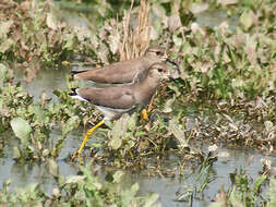 Image of White-tailed Lapwing