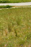 Image of Festuca paniculata (L.) Schinz & Thell.