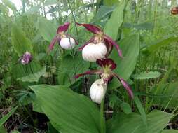 Image of Cypripedium ventricosum Sw.