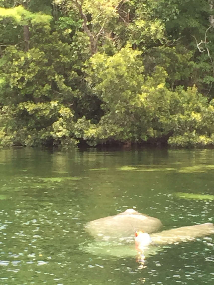 Image of Florida manatee