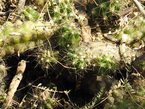 Image de Echinocereus cinerascens subsp. tulensis (Bravo) N. P. Taylor