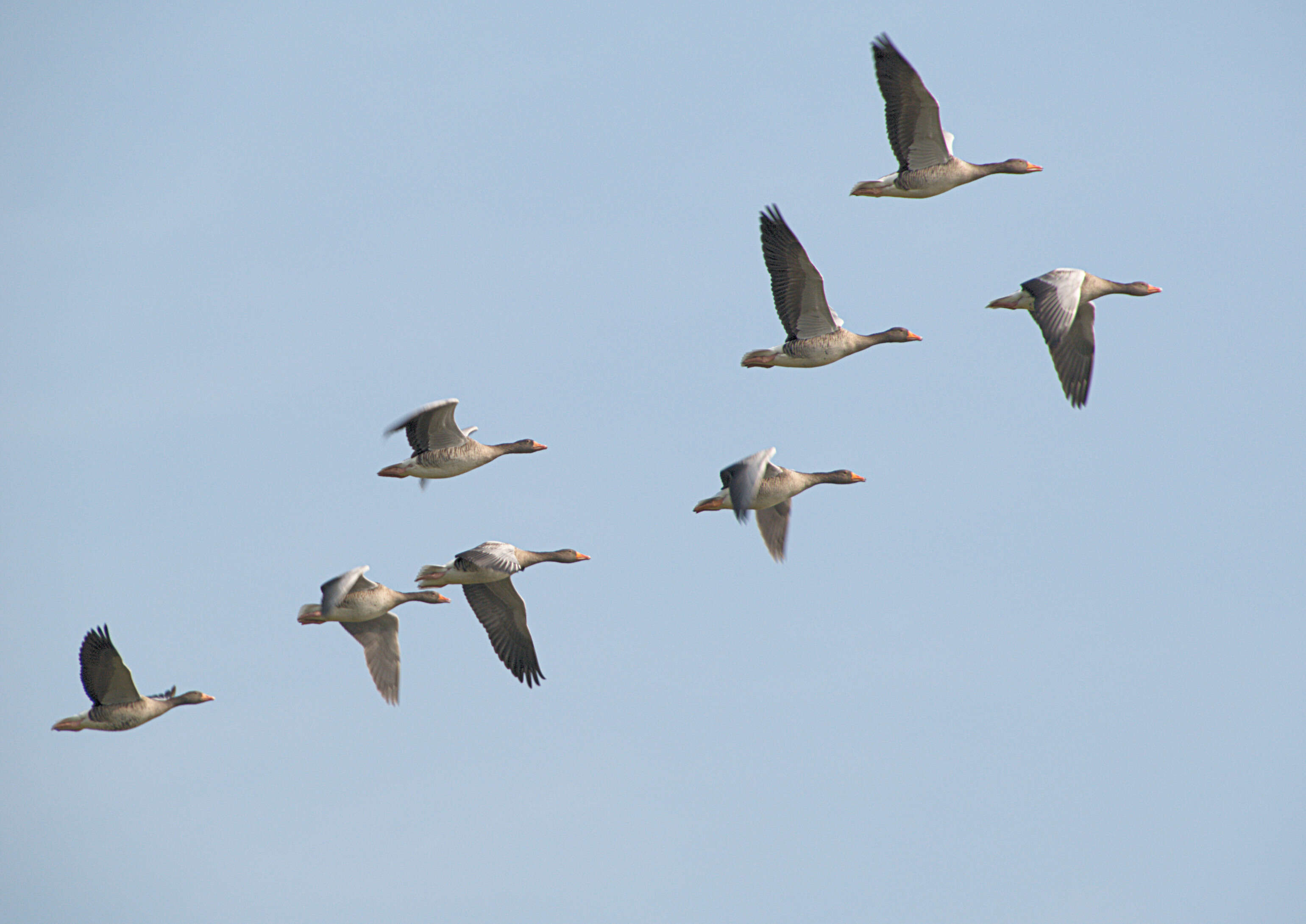 Image of Greylag Goose