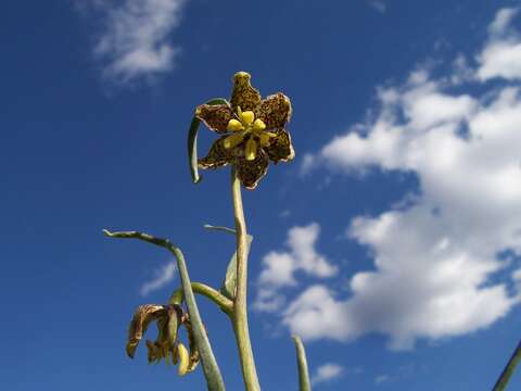 Image of spotted fritillary