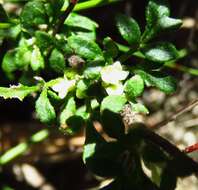 Image of Xanthosia stellata J. M. Hart & M. J. Henwood