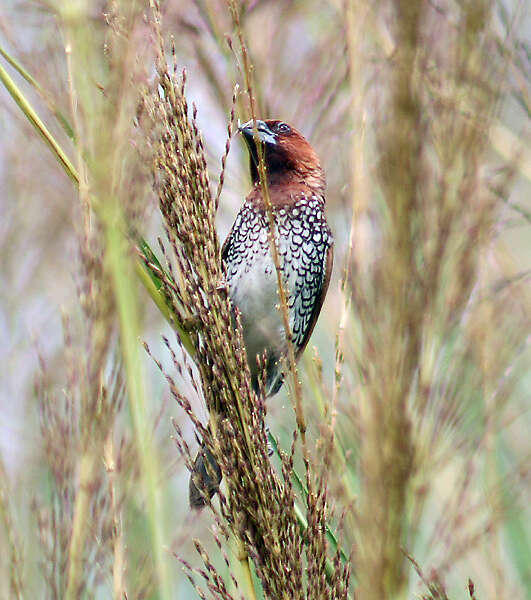 Image of Nutmeg Mannikin