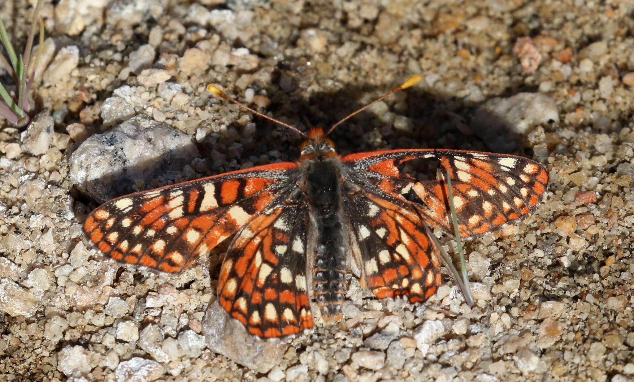 <i>Euphydryas chalcedona corralensis</i>的圖片