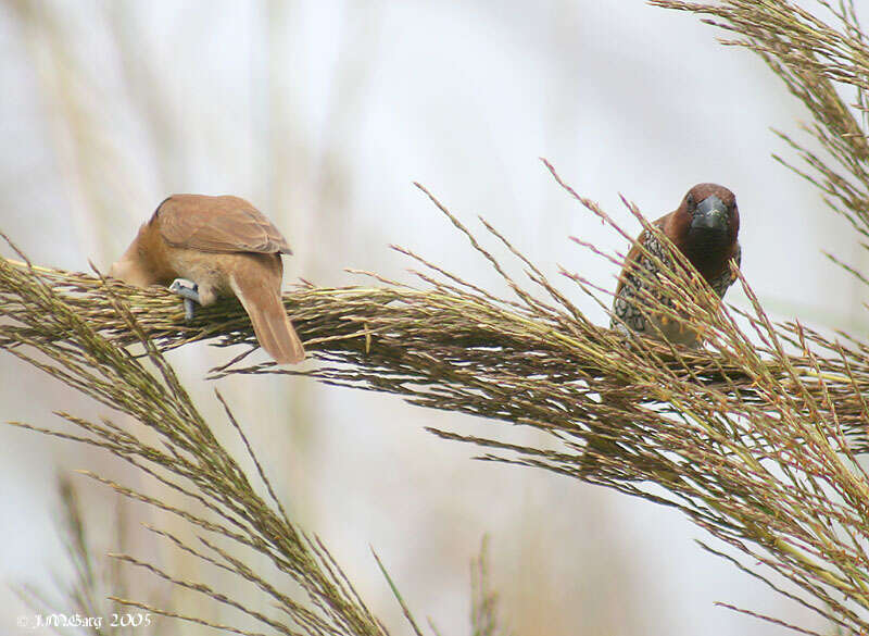 Image of Nutmeg Mannikin