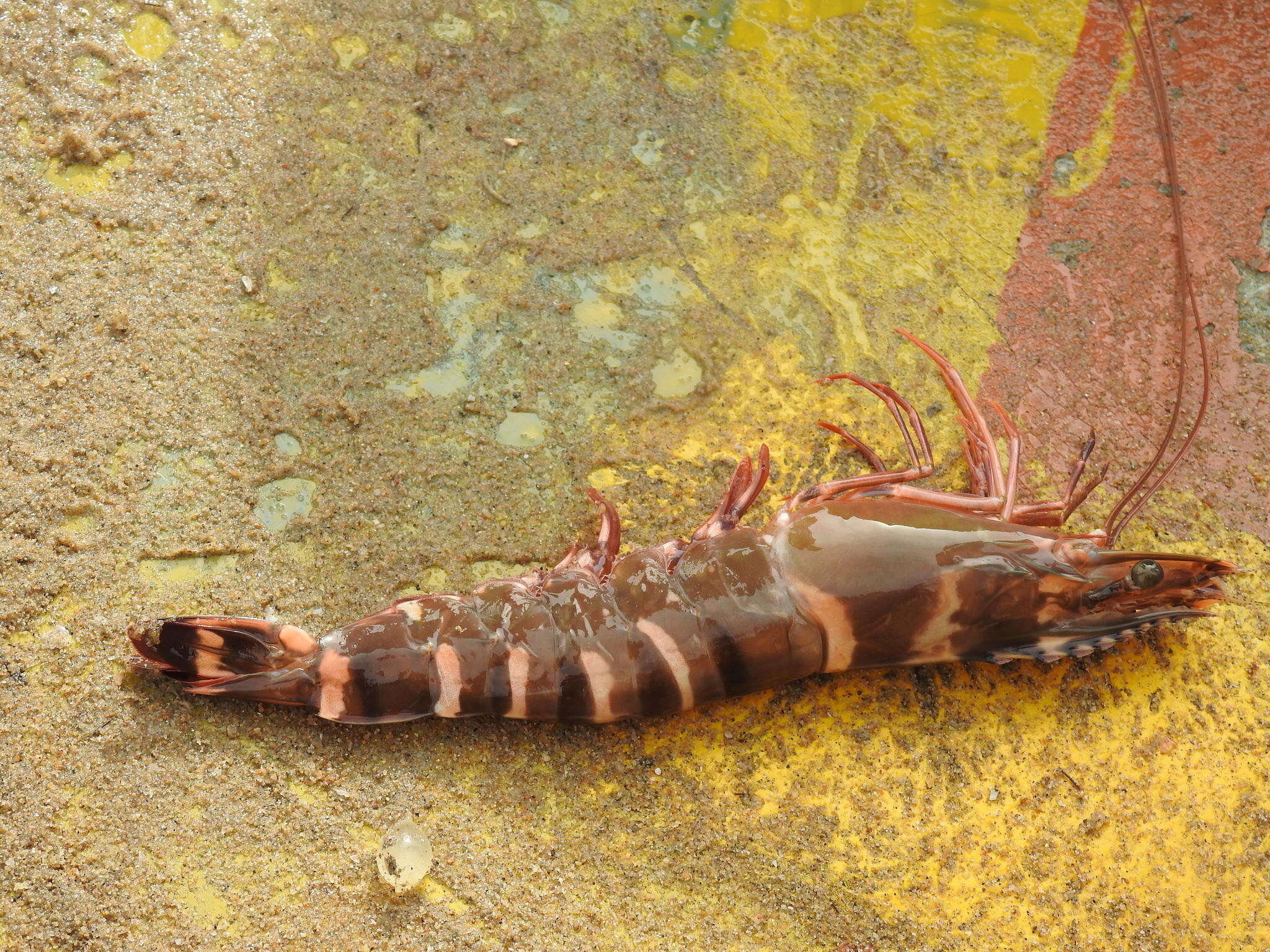 Image of Black tiger shrimp