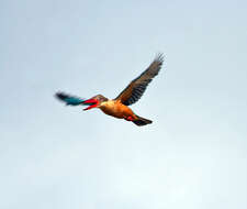 Image of Stork-billed Kingfisher