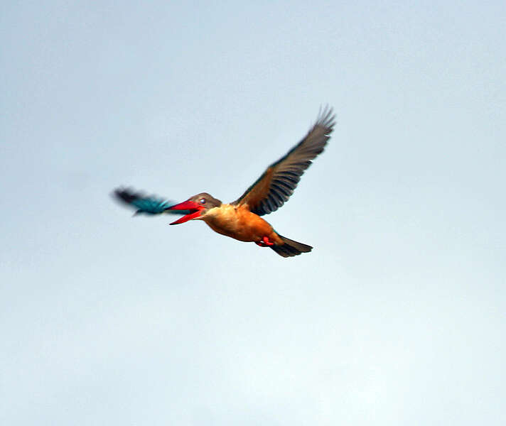 Image of Stork-billed Kingfisher