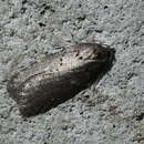 Acleris caliginosana Walker 1863的圖片