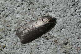 Acleris caliginosana Walker 1863的圖片