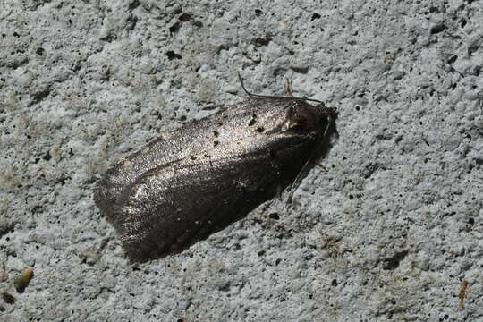 Image of Acleris caliginosana Walker 1863