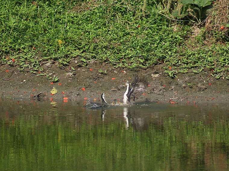 Image of White-breasted Waterhen