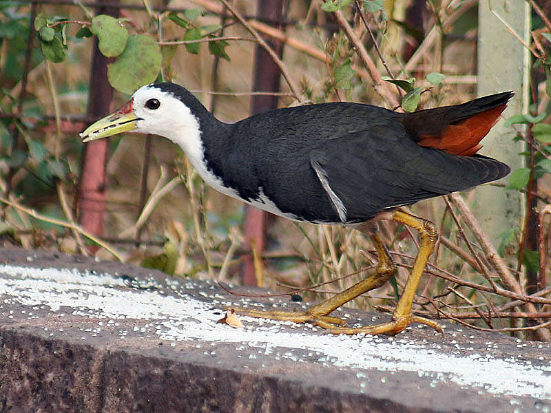 Image of White-breasted Waterhen