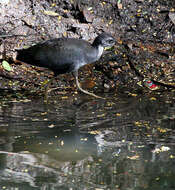 Image of White-breasted Waterhen