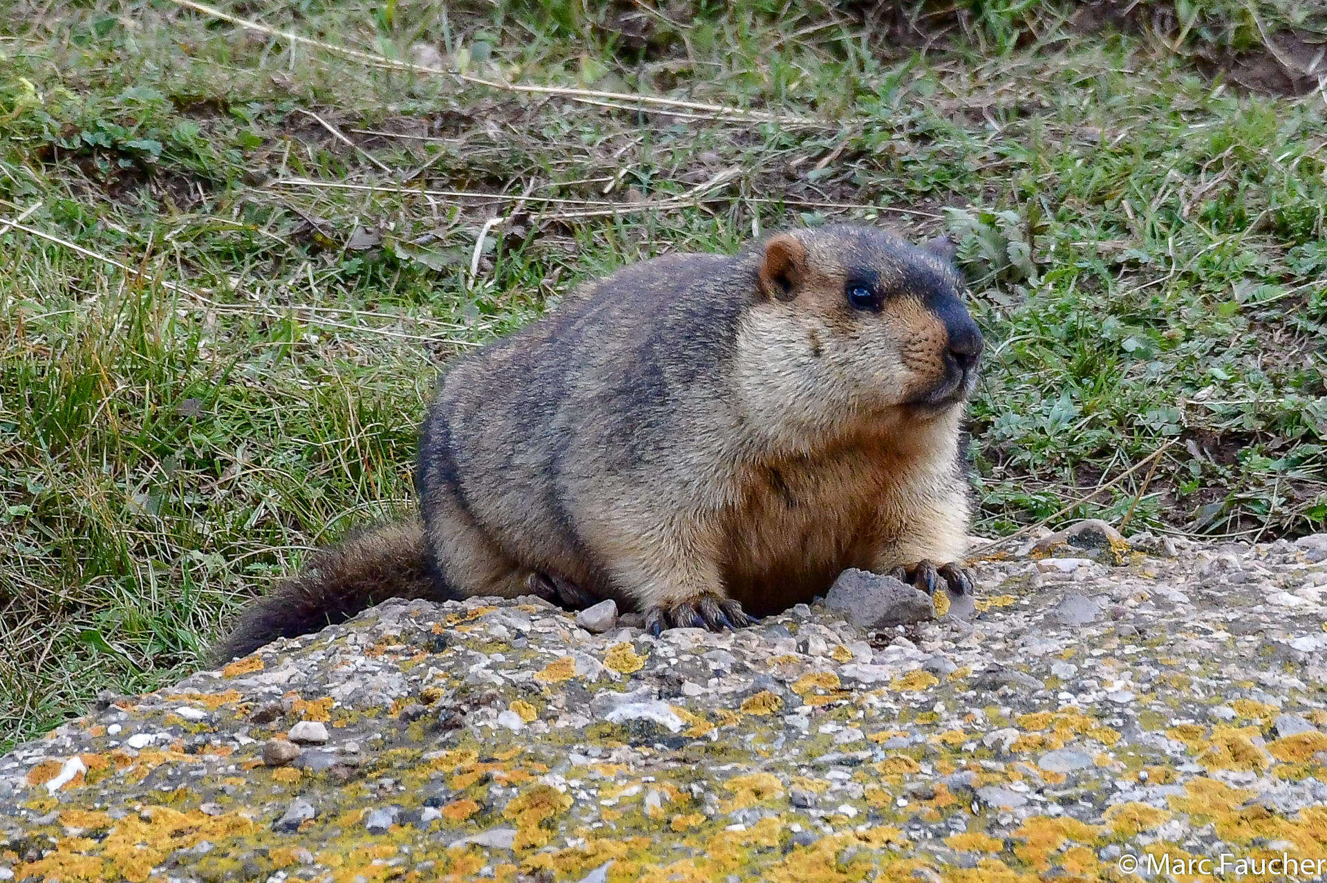 Image of Himalayan Marmot