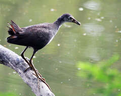 Image of White-breasted Waterhen