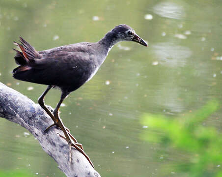 Image of White-breasted Waterhen