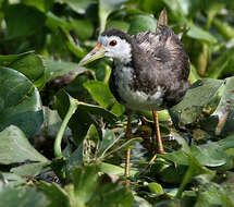 Image of White-breasted Waterhen