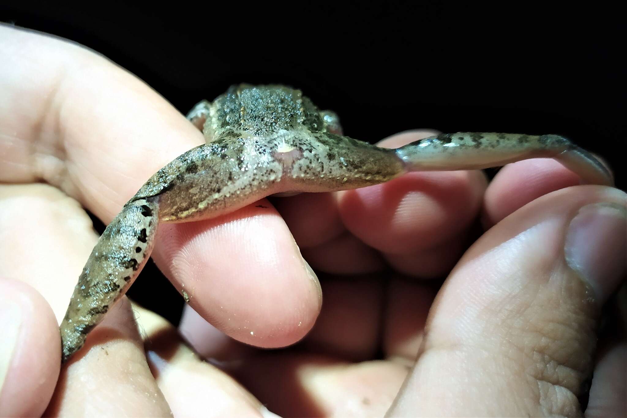 Image of American White Lipped Frog