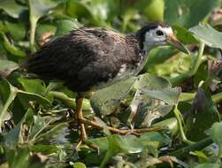 Image of White-breasted Waterhen