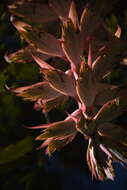 Image of Tillandsia prodigiosa (Lem.) Baker