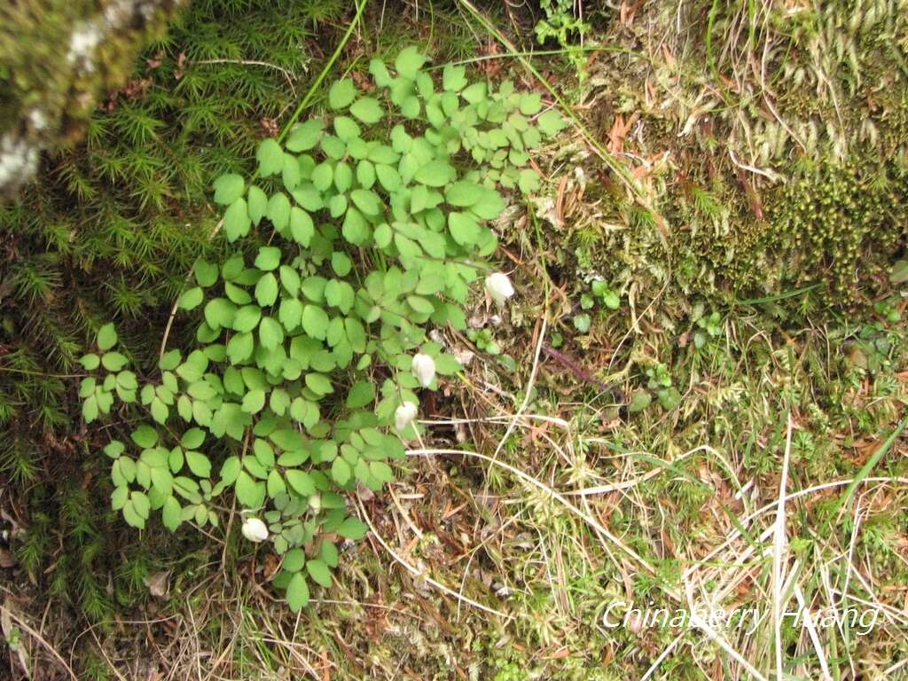 Image of Thalictrum rubescens Ohwi