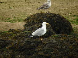 Image of Fucus ceranoides