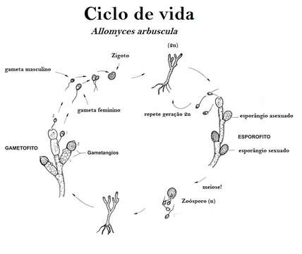 Image of Blastocladiomycota