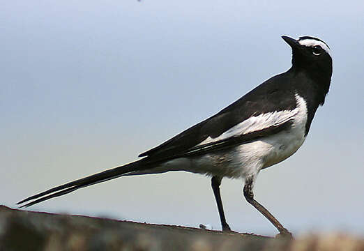 Image of White-browed Wagtail