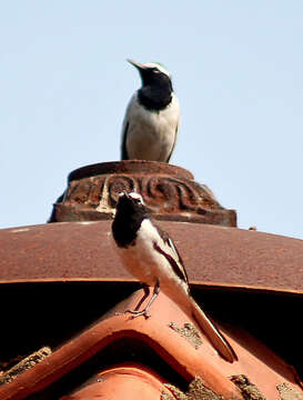 Image of White-browed Wagtail