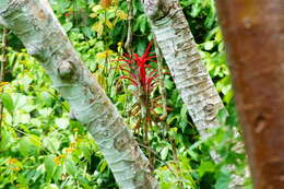 Imagem de Tillandsia capitata Griseb.