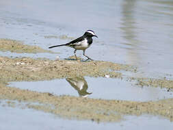 Image of White-browed Wagtail