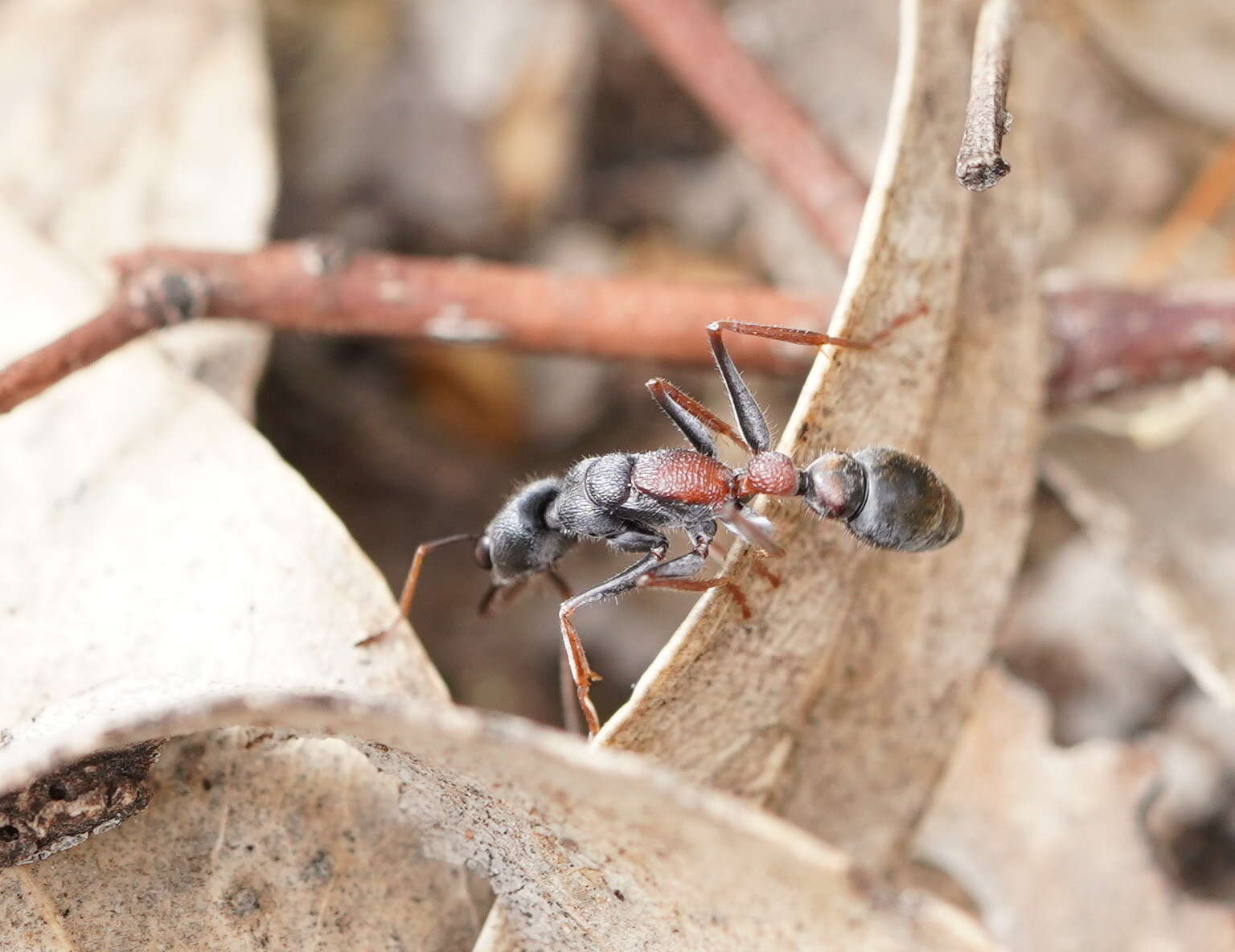 Image of Myrmecia varians Mayr 1876