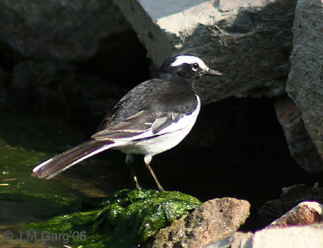 Image of White-browed Wagtail