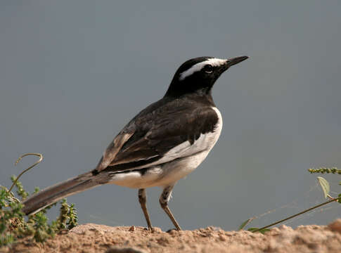 Image of White-browed Wagtail