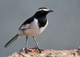 Image of White-browed Wagtail