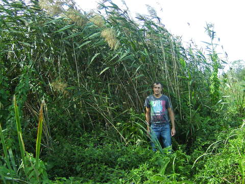 صورة Phragmites australis subsp. isiacus (Arcang.)