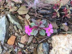 Image of annual redspot monkeyflower