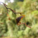 Plancia ëd Scaphosepalum breve (Rchb. fil.) Rolfe