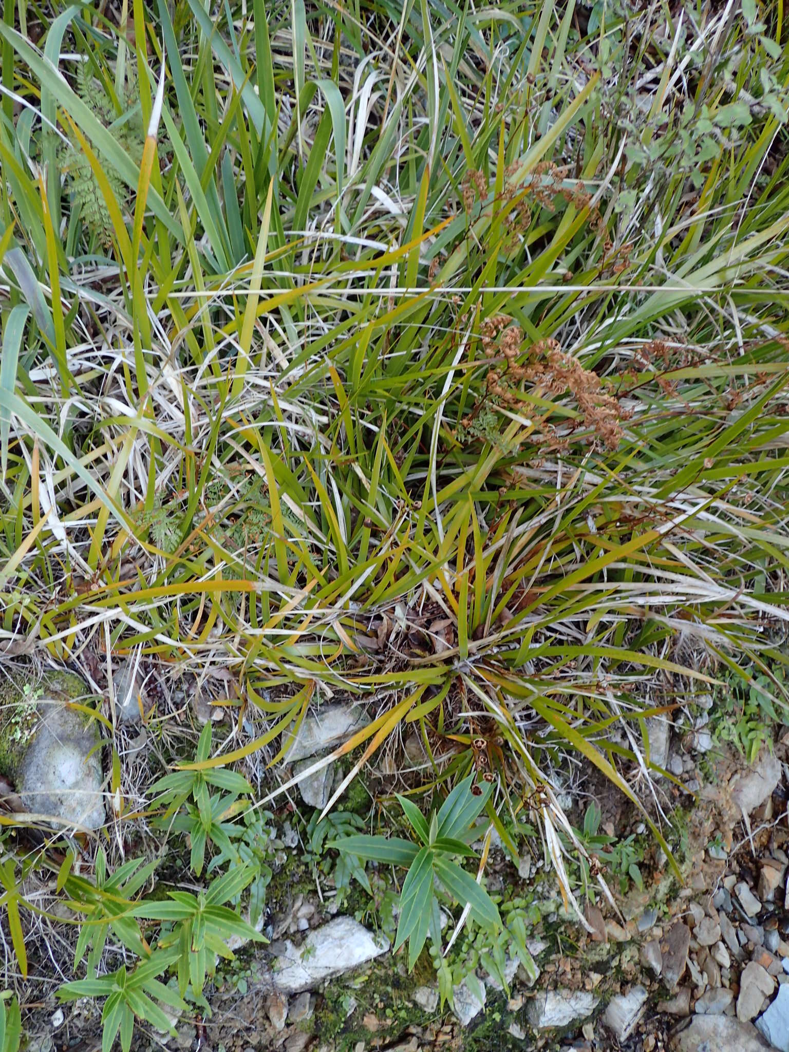 Image of Libertia ixioides (G. Forst.) Spreng.