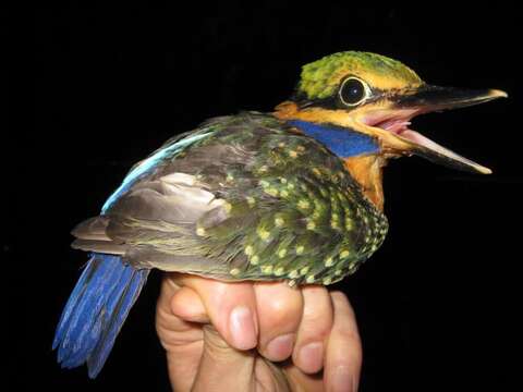 Image of Rufous collared kingfisher