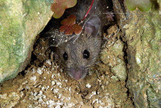 Image of wood mouse, long-tailed field mouse