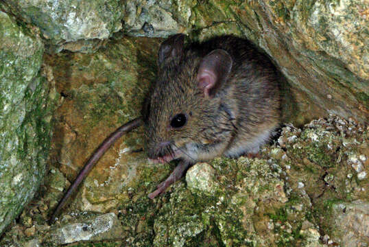 Image of wood mouse, long-tailed field mouse