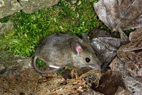 Image of wood mouse, long-tailed field mouse