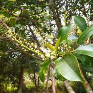 Image of Azores laurel cherry