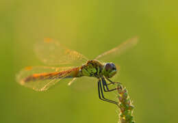 Image of spotted darter